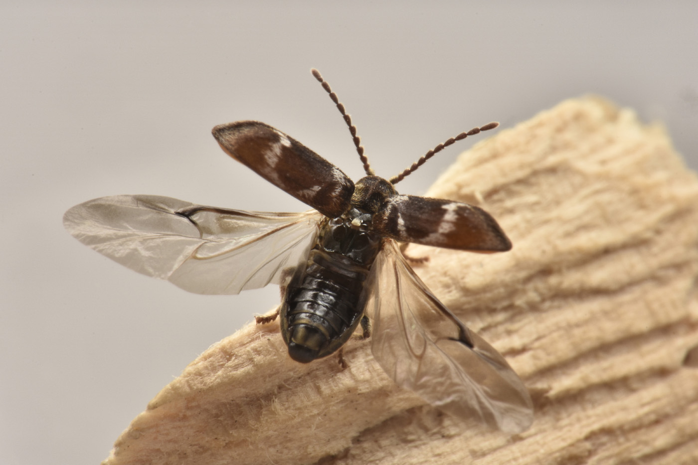 Anobiidae: Ptinomorphus regalis? Sì.